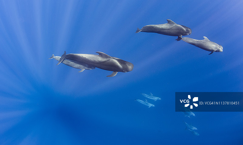 短肢领航鲸图片素材