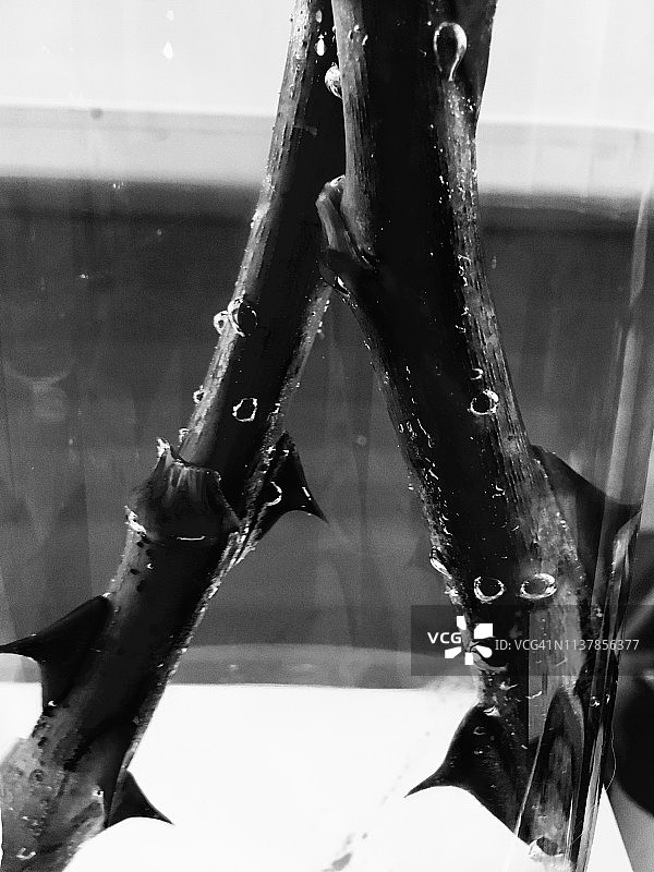 绝望的抽象荆棘图片素材