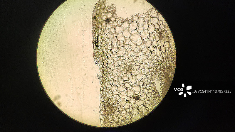 显微镜下的植物细胞视图图片素材