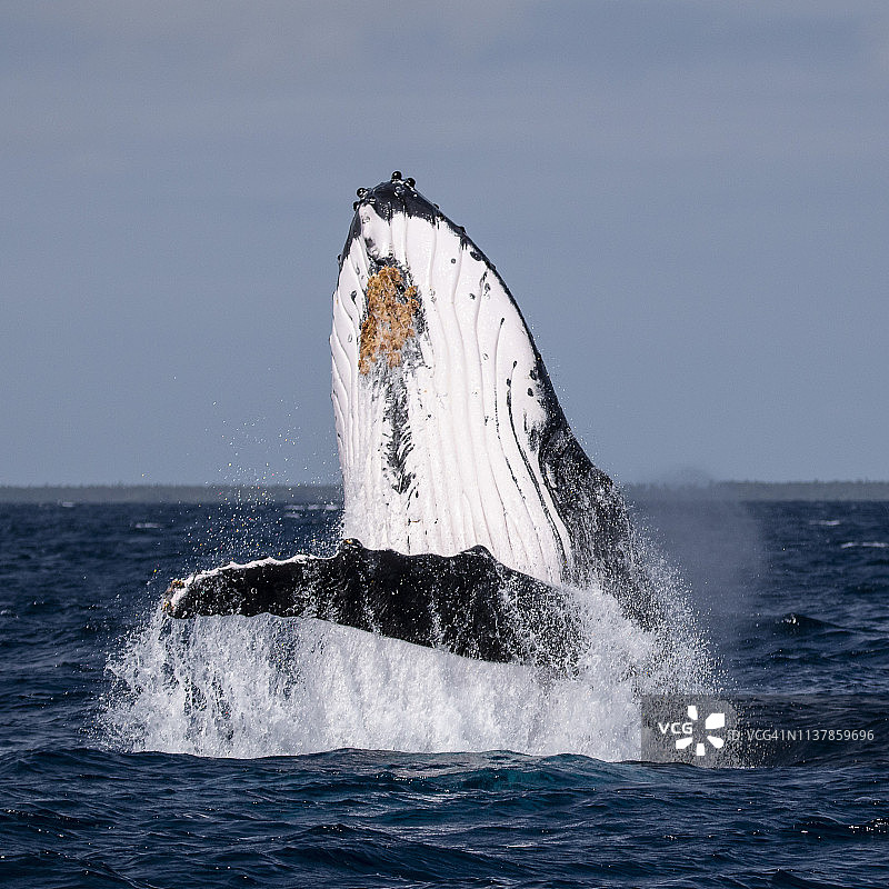 座头鲸跃出水面，宣布抵达汤加海域图片素材