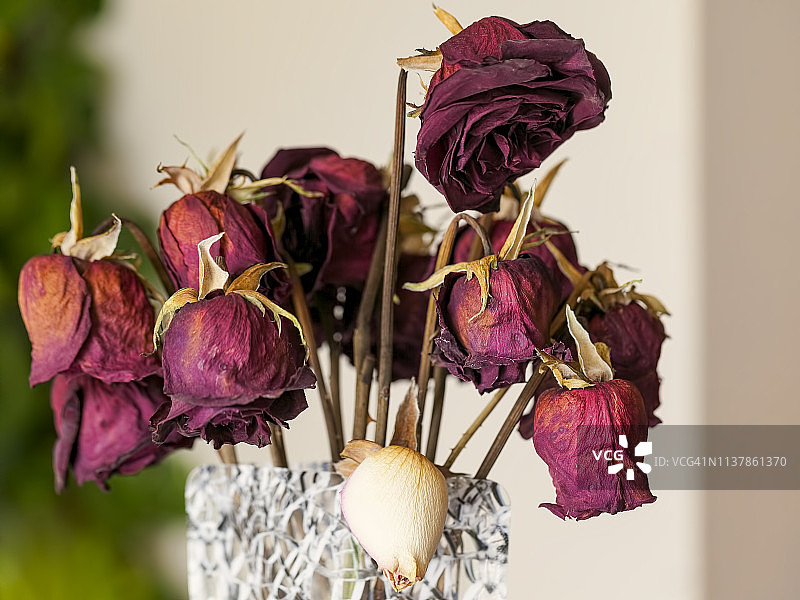 干玫瑰图片素材