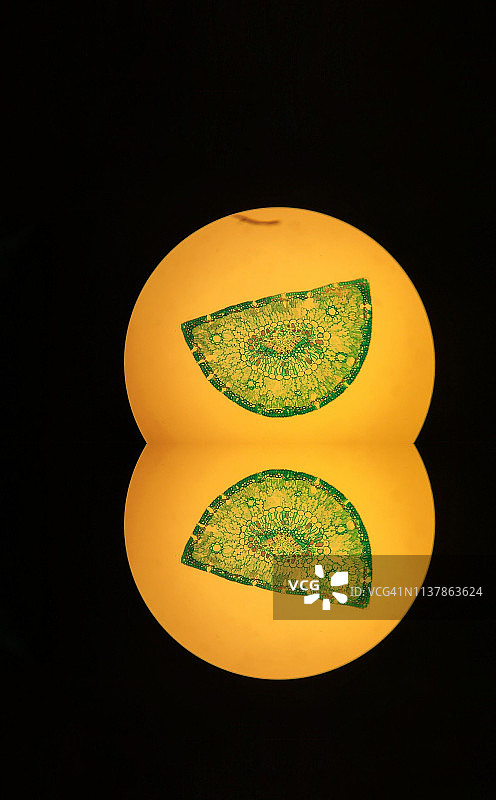 显微镜下的两个植物细胞图片素材