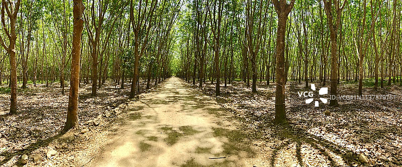 尖竹汶府橡胶种植园图片素材