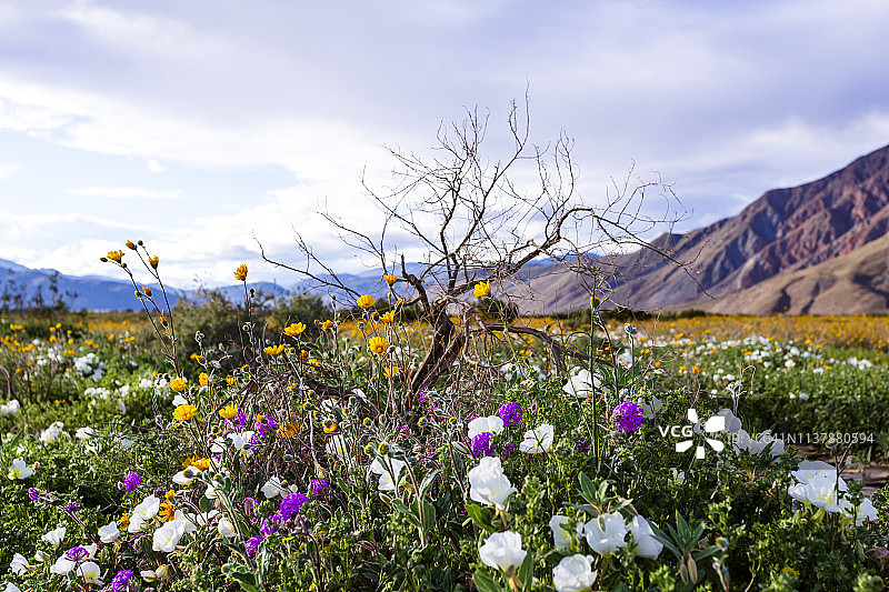 美丽的彩色自然沙漠野花花束与枯树图片素材
