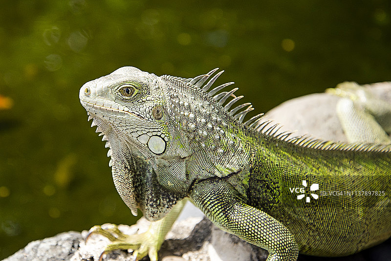 在波多黎各圣胡安的岩石上晒太阳的绿鬣蜥图片素材