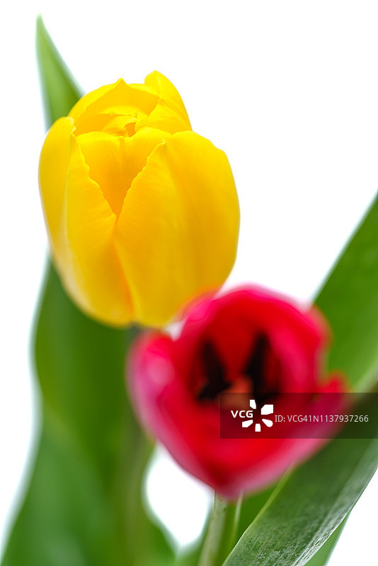 白色背景上的郁金香图片素材