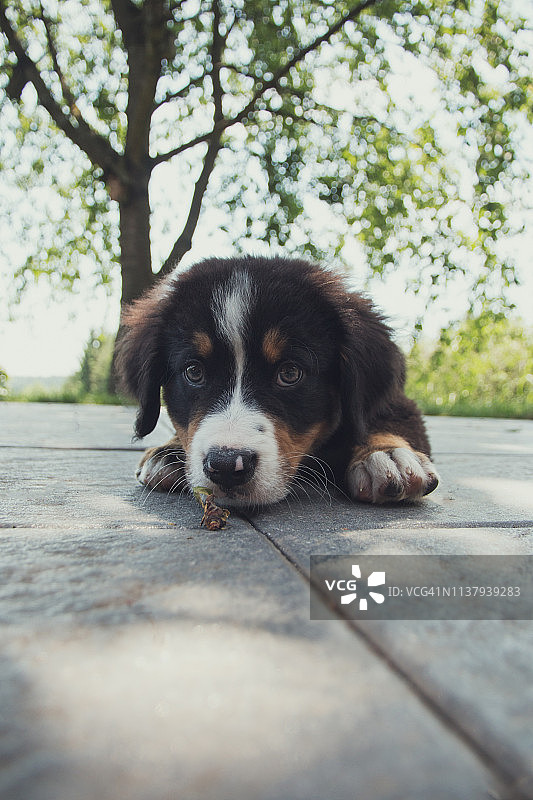 在露台上的可爱小狗图片素材