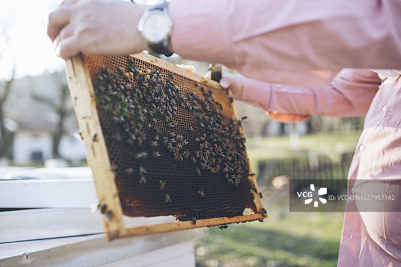 早春时节养蜂人处理蜂箱图片素材