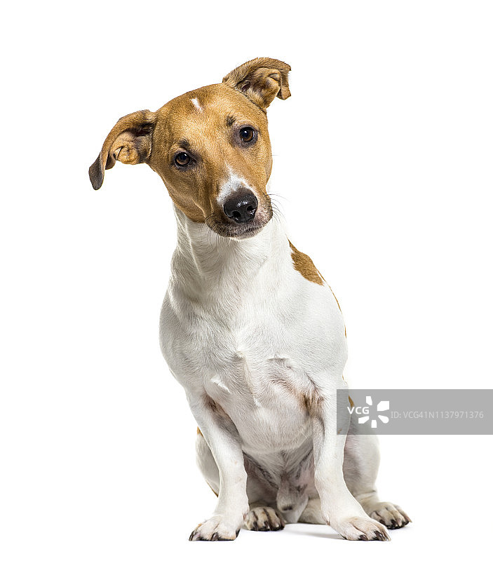 坐在白色背景前的杰克罗素梗犬图片素材