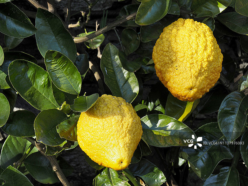 马焦雷湖，意大利北部，树上的雪松果实图片素材