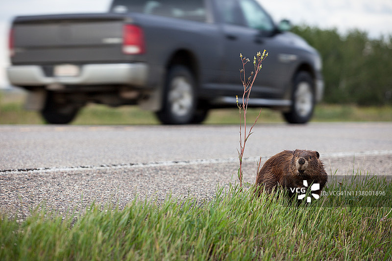 海狸坐在繁忙的公路旁图片素材