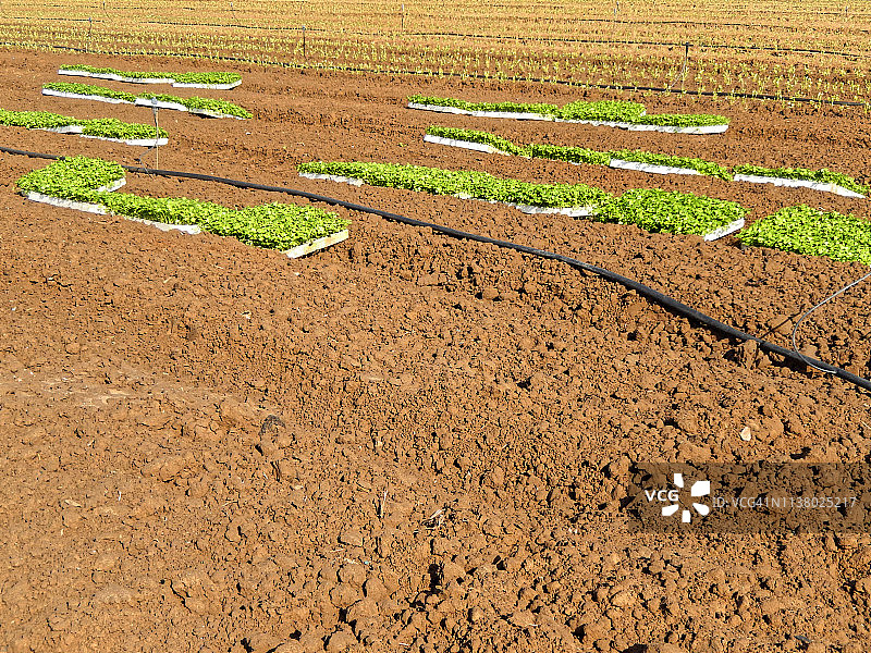 沙龙平原上 freshly 种植的豆瓣菜图片素材