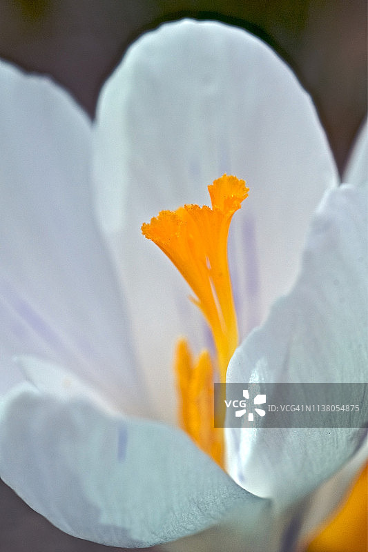番红花花蕊图片素材