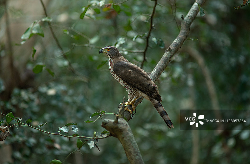 凤头苍鹰，泰国的美丽鸟类图片素材