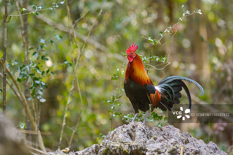 红原鸡，雄性，泰国美丽鸟类图片素材