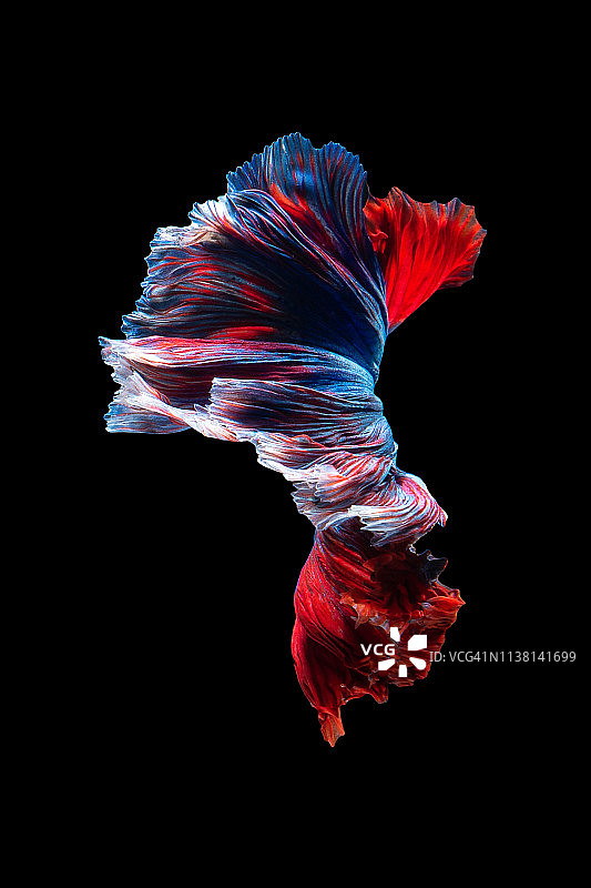 暹罗斗鱼特写艺术动态图片素材