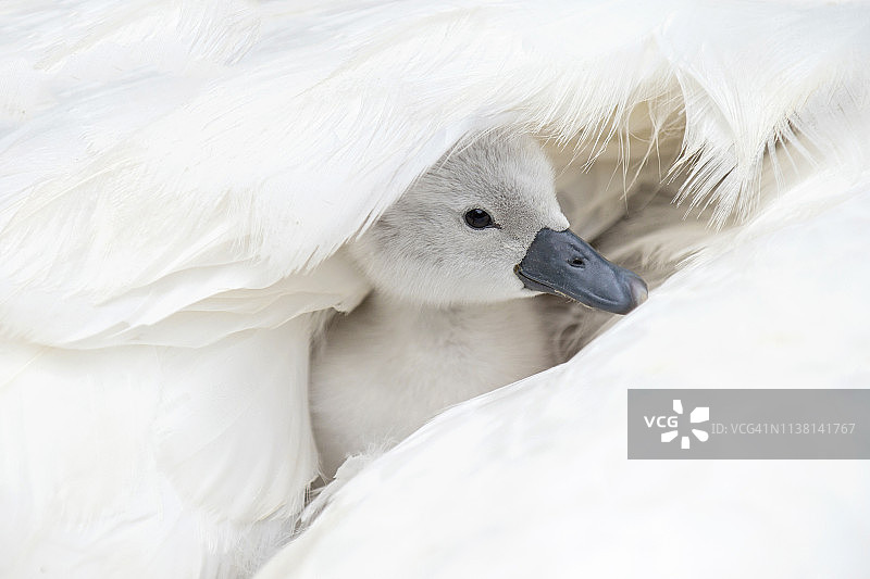 可爱白色疣鼻天鹅幼崽依偎在成年天鹅背部羽毛中的特写图片素材