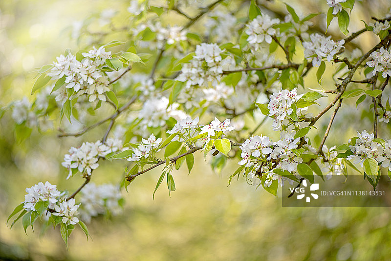 梨树白色春花特写图片素材