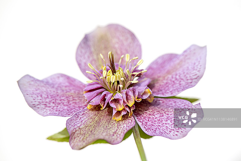 嚏根草‘图图’特写图片素材