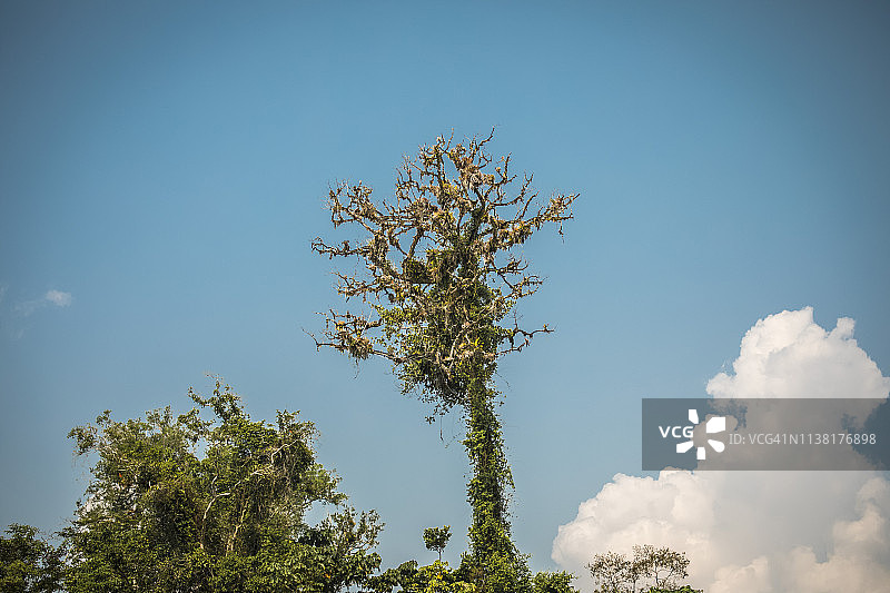 秘鲁雨林-马德雷·德迪奥斯-秘鲁图片素材