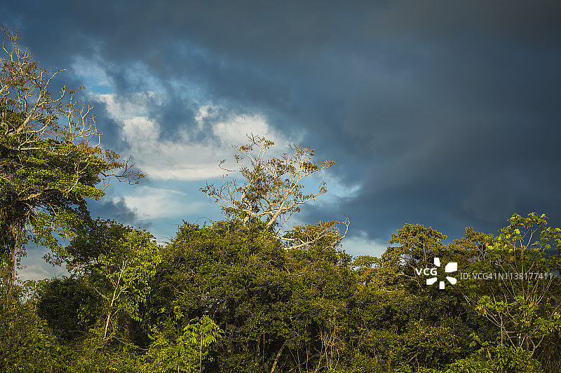 秘鲁雨林-马德雷·德迪奥斯-秘鲁图片素材