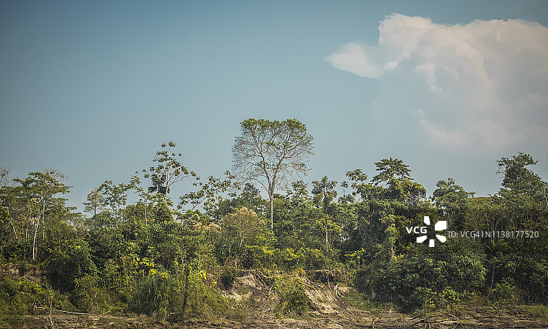 秘鲁雨林-马德雷·德迪奥斯-秘鲁图片素材