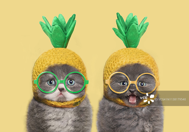 有趣的小猫图片素材