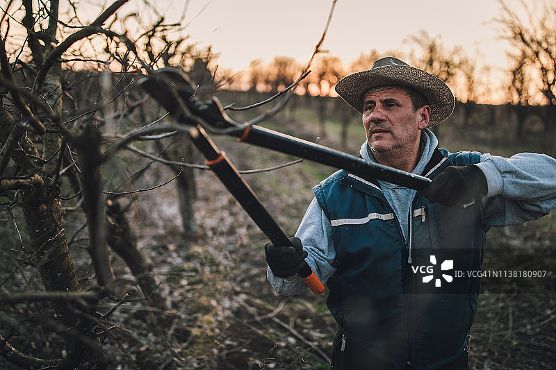 年长的男人独自在果园里修剪果树图片素材