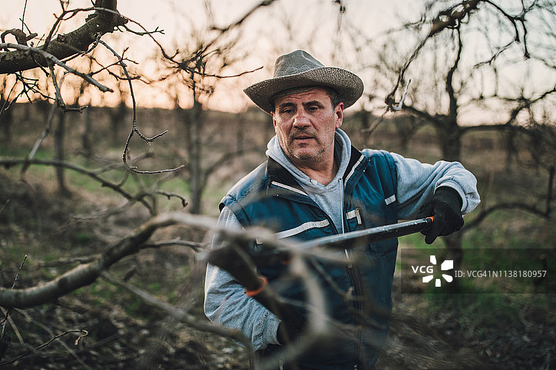 老年男人修剪果树图片素材