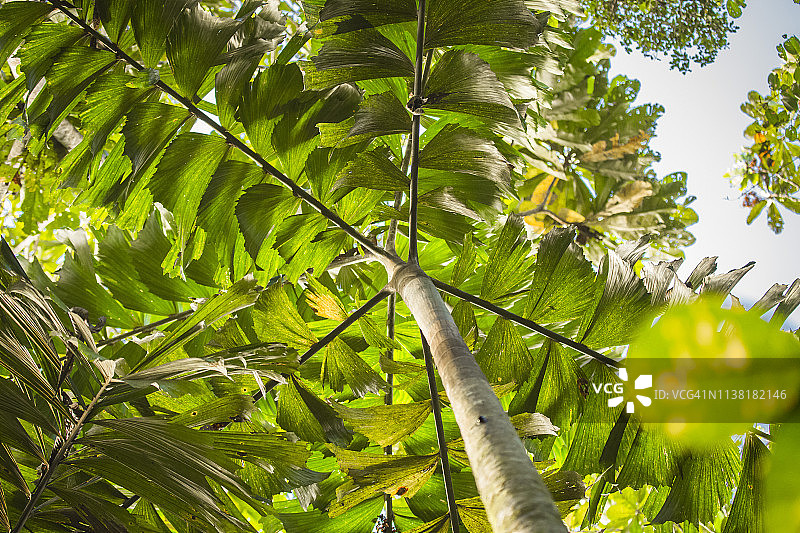 秘鲁雨林-马德雷·德迪奥斯-秘鲁图片素材
