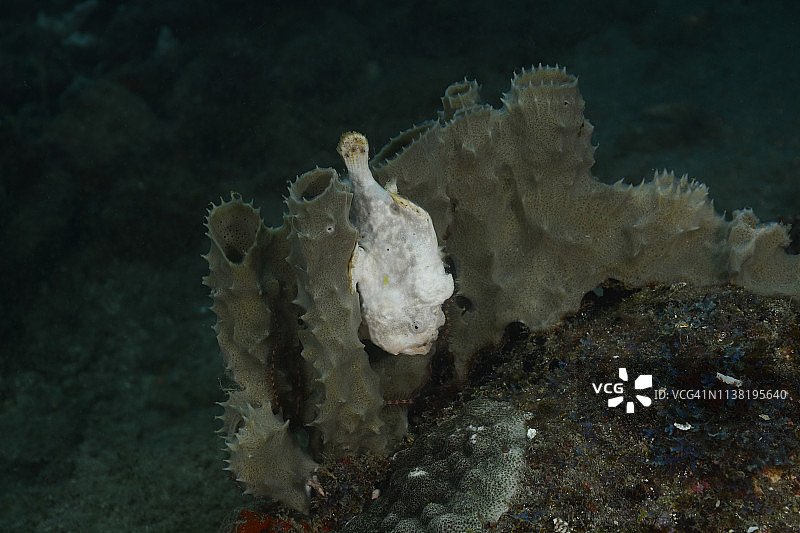 长丝躄鱼图片素材