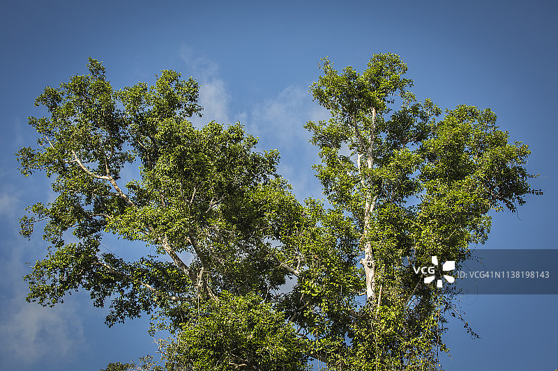 秘鲁雨林-马德雷·德迪奥斯-秘鲁图片素材