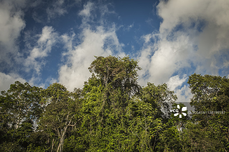 秘鲁雨林-马德雷·德迪奥斯-秘鲁图片素材
