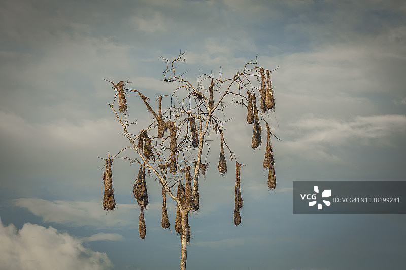 秘鲁雨林-马德雷·德迪奥斯-秘鲁图片素材