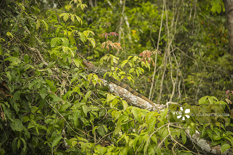 秘鲁雨林-马德雷·德迪奥斯-秘鲁图片素材