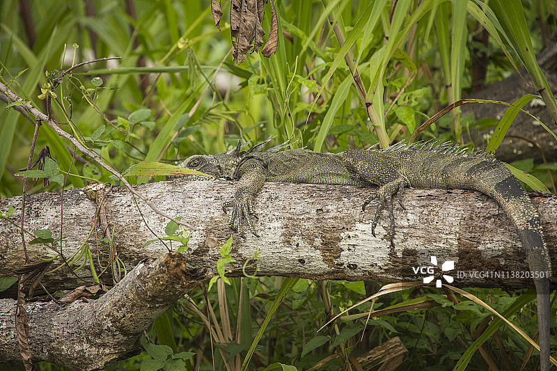 秘鲁雨林-马德雷·德迪奥斯-秘鲁图片素材