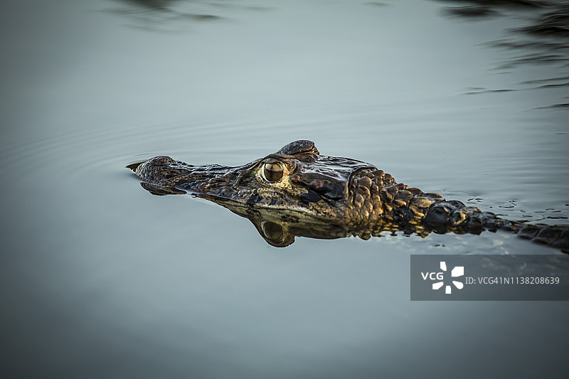 秘鲁雨林-马德雷·德迪奥斯-秘鲁图片素材