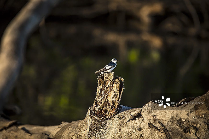 秘鲁雨林-马德雷·德迪奥斯-秘鲁图片素材