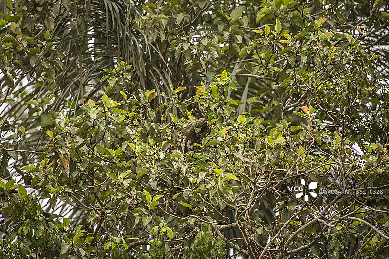 秘鲁雨林-马德雷·德迪奥斯-秘鲁图片素材