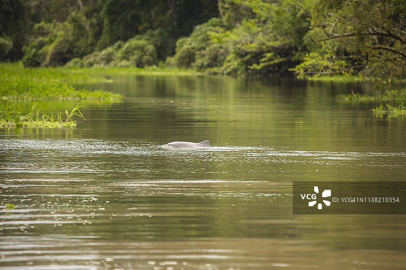 秘鲁雨林-马德雷·德迪奥斯-秘鲁图片素材