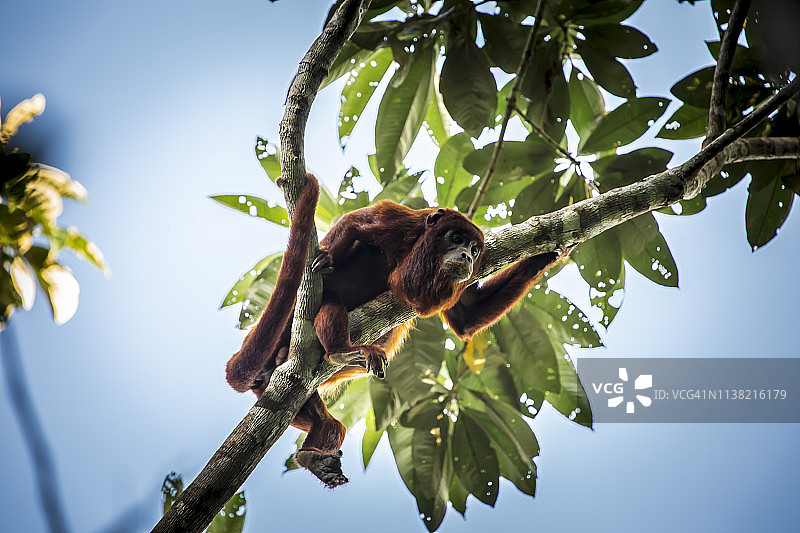 秘鲁雨林-马德雷·德迪奥斯-秘鲁图片素材
