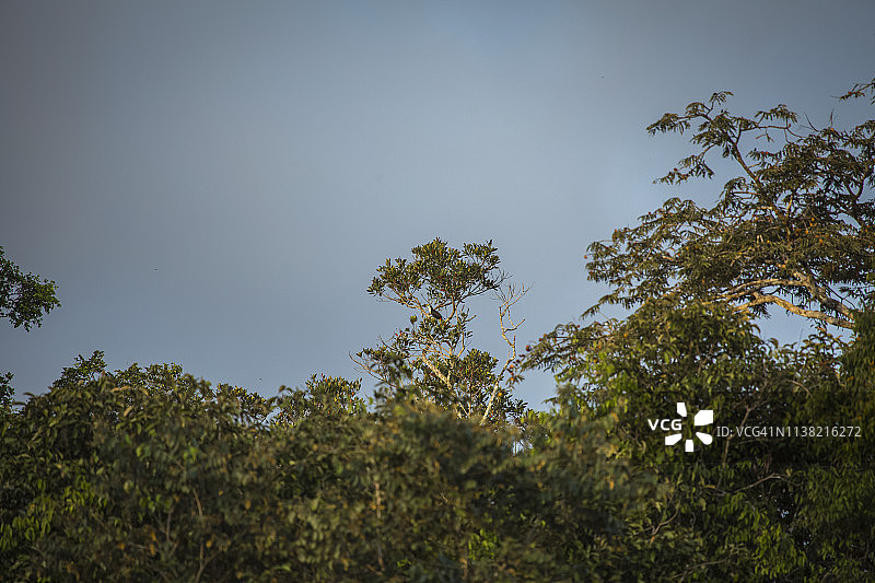 秘鲁雨林-马德雷·德迪奥斯-秘鲁图片素材