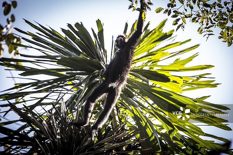 秘鲁雨林-马德雷·德迪奥斯-秘鲁图片素材