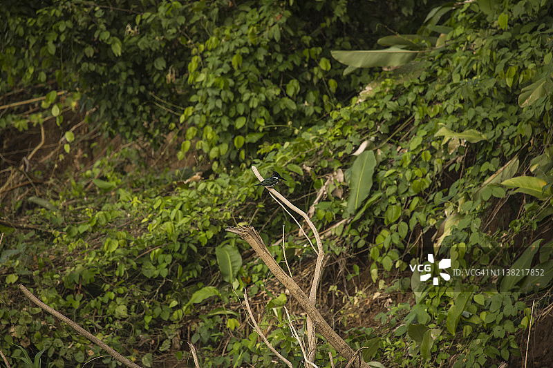 秘鲁雨林-马德雷·德迪奥斯-秘鲁图片素材
