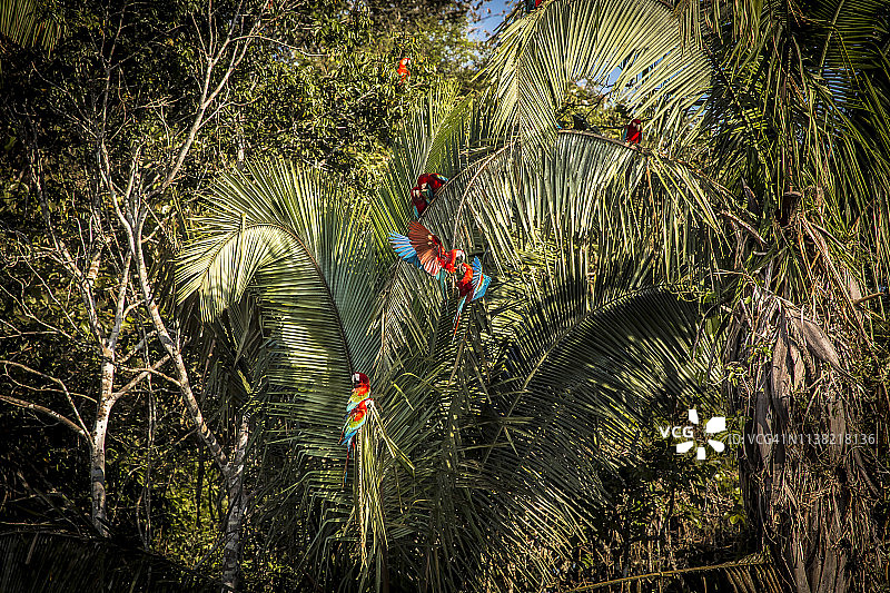 秘鲁雨林-马德雷·德迪奥斯-秘鲁图片素材