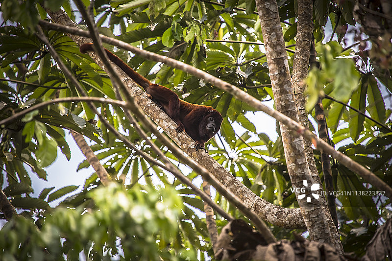 秘鲁雨林-马德雷·德迪奥斯-秘鲁图片素材