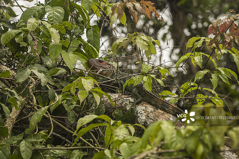 秘鲁雨林-马德雷·德迪奥斯-秘鲁图片素材