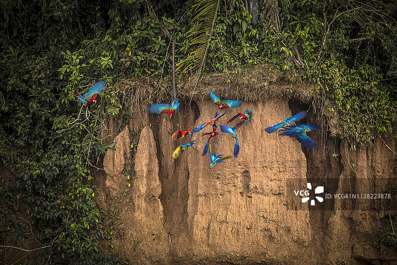秘鲁雨林-马德雷·德迪奥斯-秘鲁图片素材