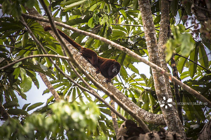 秘鲁雨林-马德雷·德迪奥斯-秘鲁图片素材