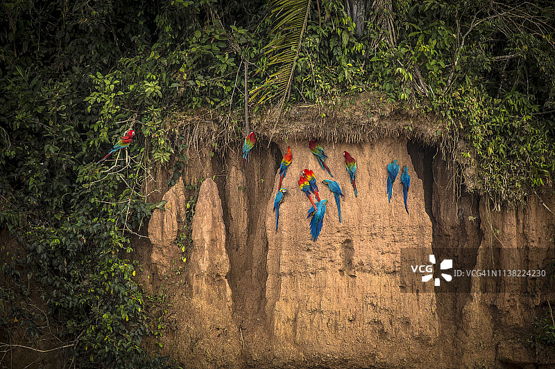 秘鲁雨林-马德雷·德迪奥斯-秘鲁图片素材